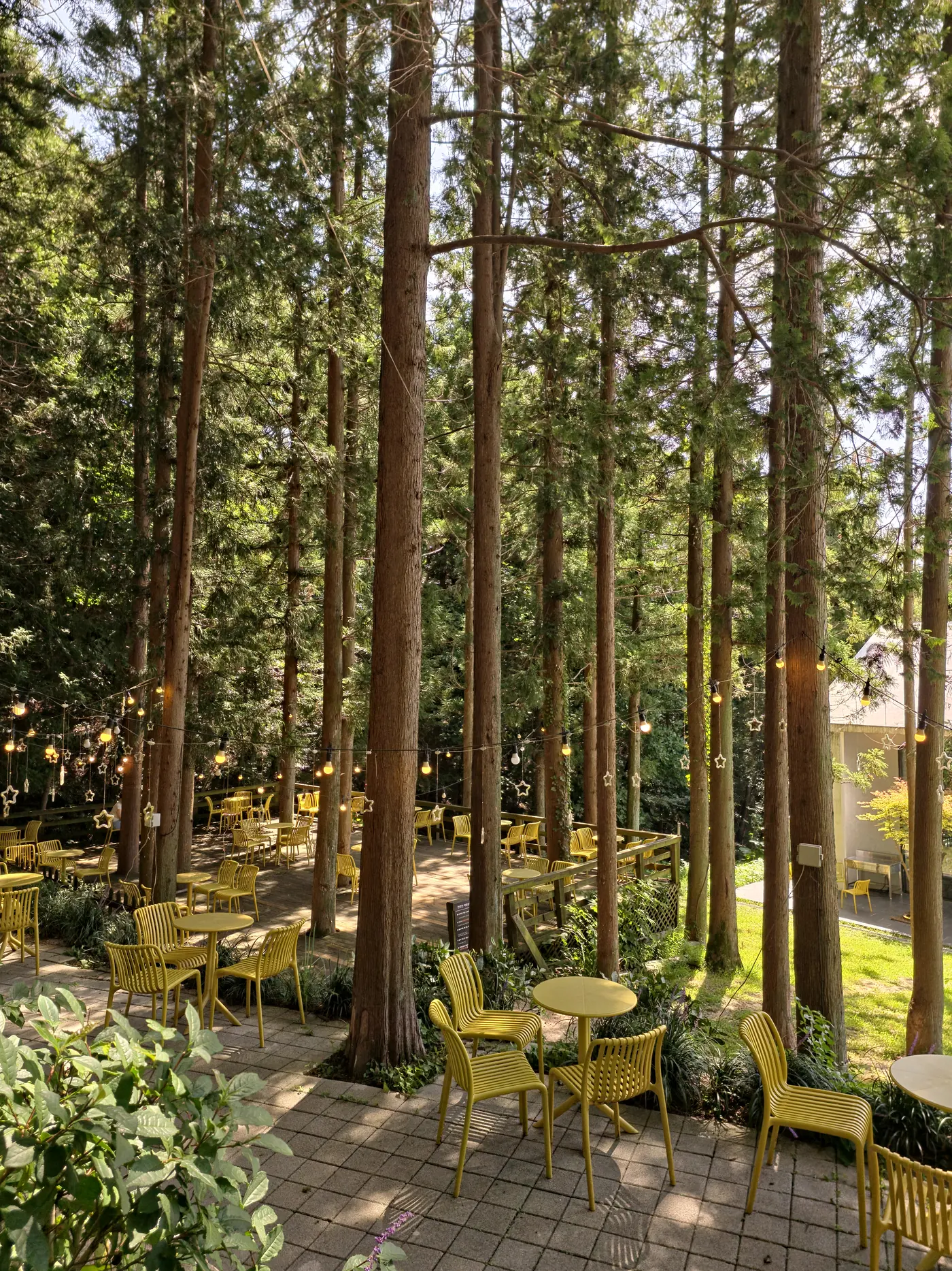 Forest café among cedar trees near Busan – healing trip in the hills